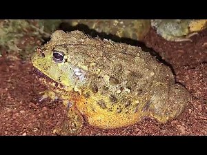 Pixie Frog Live Feeding - Warning ⚠️