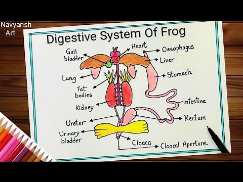 Draw a neat labeled Diagram of Digestive System of Frog / Digestive System of Frog diagram drawing