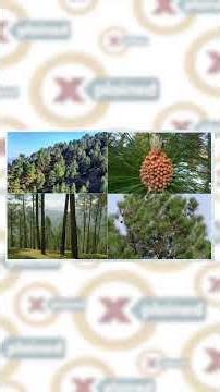 #watch | Himalayan Heat & Negligence Turn Forests Into Tinderboxes #himalayanfires #shorts