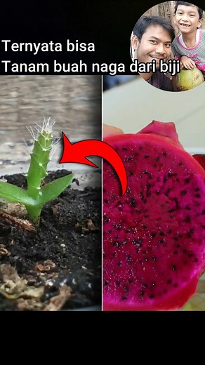 17K views · 232 reactions | Ternyata bisaTanam buah naga dari biji #buahnaga #dragonfruit #gardening | Grafting Examples | Facebook