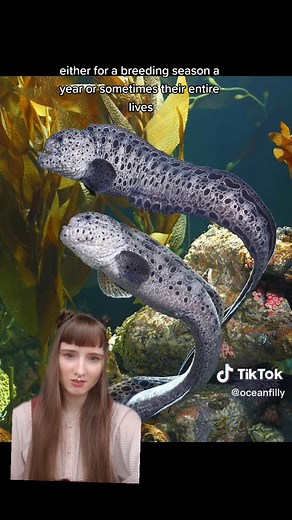 Discover the Mysterious World of Wolf Eel: Marine Biology Exploration