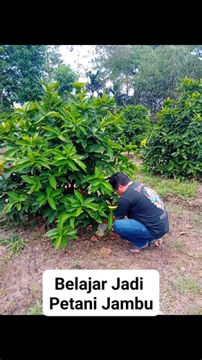 4K views · 178 reactions | Program 1000 Candi Nusantara turut belajar berkebun untuk pemberdayaan ekonomi Umat #petani #banyuwangi #hindujawa | Mas Tyo Khadiri | Facebook