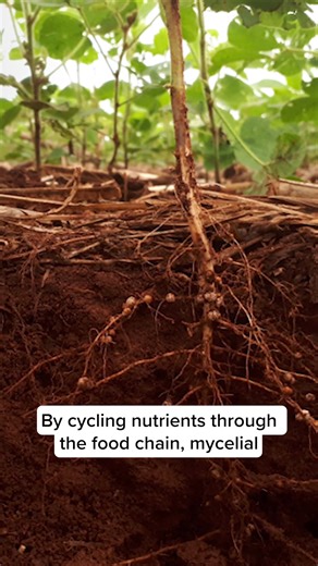Mycelium is a vast cellular network with a significant ecological impact. The activities of mycelium help heal and steer ecosystems on their evolutionary path. By cycling nutrients through the food chain, mycelial networks benefit the soil that allows plants and animals to survive and thrive. #mycelium #mycelialnetwork #biodiversity #paulstamets | Fungi Perfecti