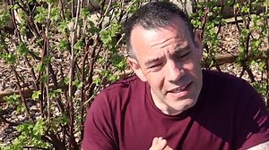 15 Most Effective Tips How to Prune Roses - The Gardening Dad