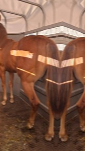 ‼️ENTREGADA‼️ | EV horses caballos en Zacatecas