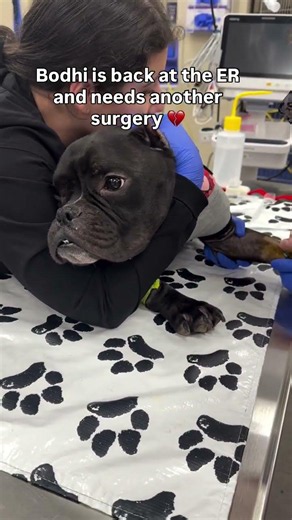 🚑 Bodhi is back in the ER… and this is a fight for his life. 💔🐾
