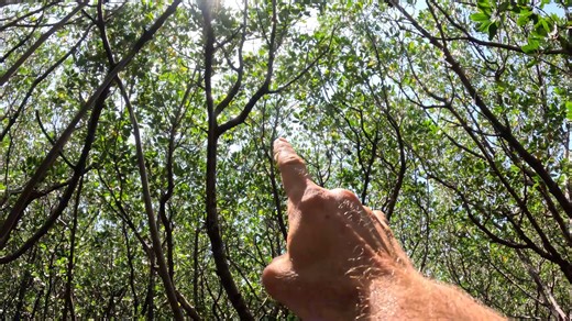 Az from Back 2 Basics Adventures is back on the hunt for some tucker! This time, he's headed deep into the mangroves 👀 Have a watch to see what he uncovers and don't forget to listen out for a few handy tips on what to look for when you're out there yourself. | BCF - Boating, Camping, Fishing