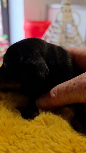 Well i didn't think I would be posting this, but I am. Dotty and Delboys beautiful daughter, looking for that special family once again. She's 4 weeks old tommorow, and perfect in every way, Leprima Donna Rosebud, our tiny black velvet girl xx 🥰❤️ | Leprima Dachshunds