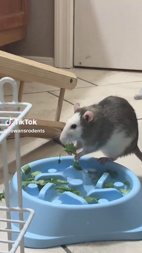 Understanding Pet Rats: Small Animals with Big Personalities