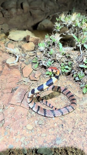 A real life candy cane?