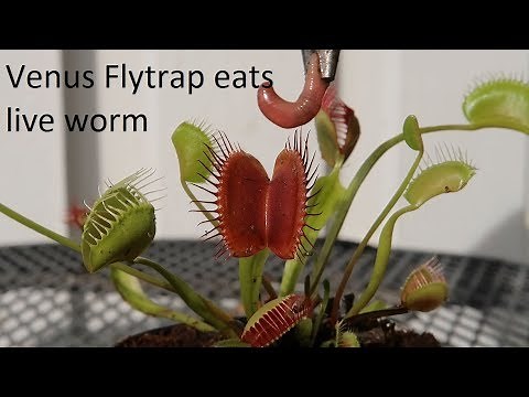 Venus FlyTrap Eats Worm