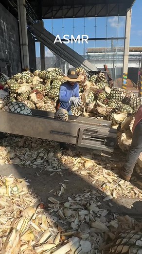 Exploring Tequila from Jalisco: A Sensory Experience