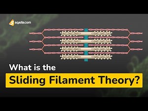 What is the Sliding Filament Theory? | Physiology