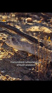 572K views · 7.2K reactions | #tinyworld #animal #documentary | Virall1 | Facebook