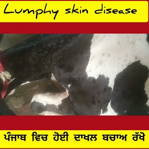 7K views · 276 reactions | Animal knowledge-punjab on Reels | Facebook