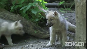 Arctic Wolf Cubs Born Brown So They Can Hide in Underground Burrow