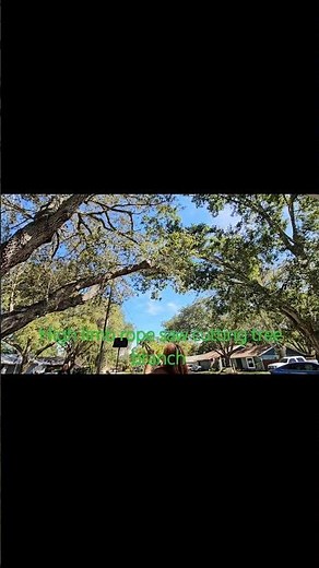 High Limb Tree Cutting - Rope Saw - DIY