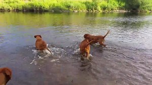 Water DOGUES!!! ❤ | Dogue De Bordeaux Rehoming & Rescue U.K.