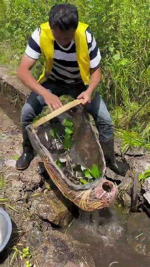 Unbelievable Catch! Catching Hundreds of Fish with a Traditional Basket Trap 🐟​#TraditionalFishing​