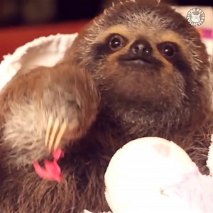 Show this to someone who is obsessed with sloths! 💕 | The Pet Collective