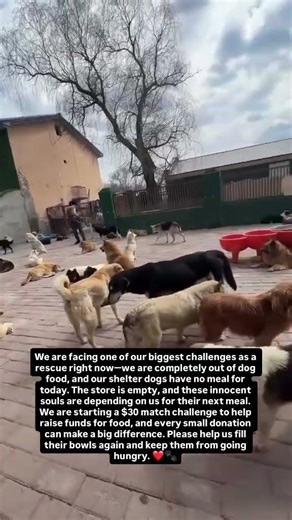 We are facing one of our biggest challenges as a rescue right now we are completely out of dog foo…