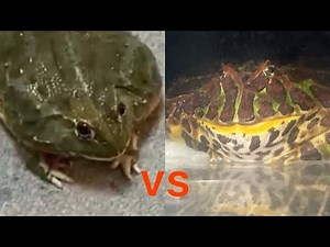 アフリカウシガエルvsベルツノガエル African bullfrog vs Argentine horned frog
