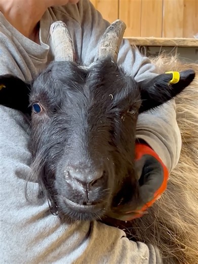 Rusetti-vuohi pedikyyrissä eläintenhoitaja Mian syleilyssä. | Eläinsuojelukeskus Tuulispää