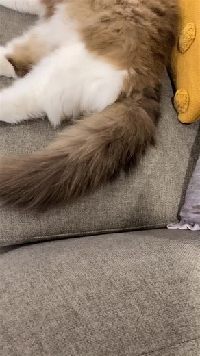 Good morning haha! Wait for it! #AnimalEncounters #cat #cats #pet #pets #catslovers #catsoftiktok #totoro #petstory #fypシ #catsoftik #kitty #catsbae