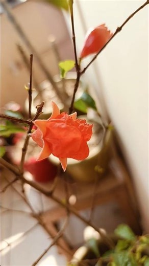 pomegranate plant flowering 🥹#pomegranate #flowering#flower #plants #tree#youtube #shorts