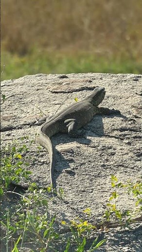 Lizard resting in the Kruger National Park, South Africa.