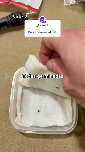 Planting Marijuana Seeds: A Farmer's Guide