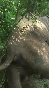 Brave Elephant Rescue: Gentle Giant Gets Life-Saving Treatment