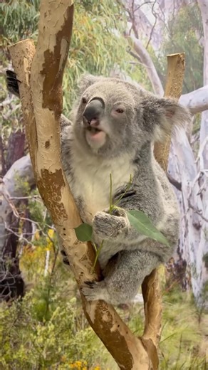 6K reactions · 381 shares |  Koalas are one of Australia’s most...