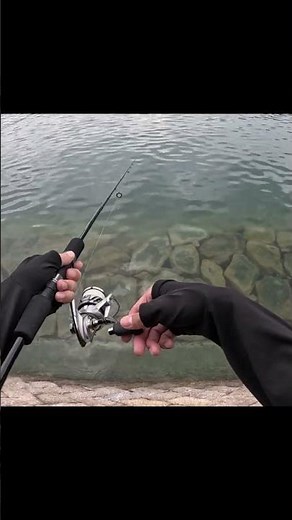 エギング初心者たちによる、アオリイカとの戯れ #エギング #fishing #アオリイカ