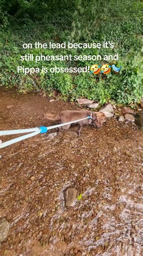 this cocker spaniel lives nothing more than chasing a few birds... luckily for the birds she is quite slow, and her woddle is no match for them!🐦🐾🐦‍⬛🦆