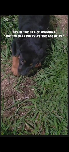 day in the life of owning a rottweiler at 14 part 3 #fyp #viral #puppy #rottweiler #raventherottie