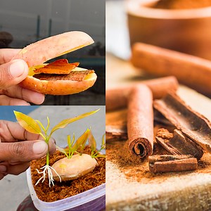 139K views · 689 reactions | Best & easy idea for grow cinnamon plant at home || Simple method for home gardening | Rana Craft | Facebook