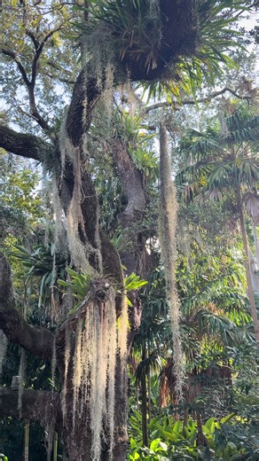 for your peace #calmingvideos #slowmoments #quietaesthetic #nature #calmcontent