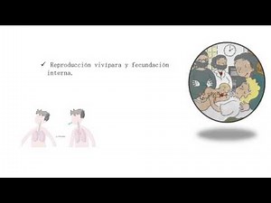 CLASIFICACIÓN TAXONÓMICA DEL SER HUMANO