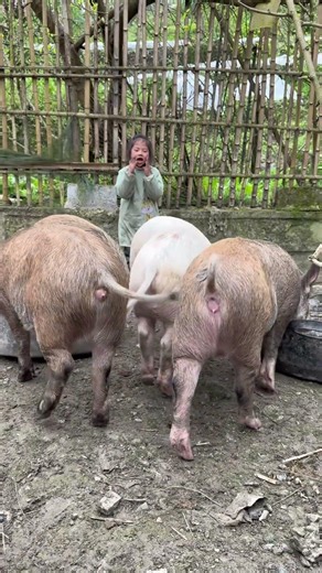 Rapid Growth of Rural Kids: A Journey into the Heart of Native Pig Farming