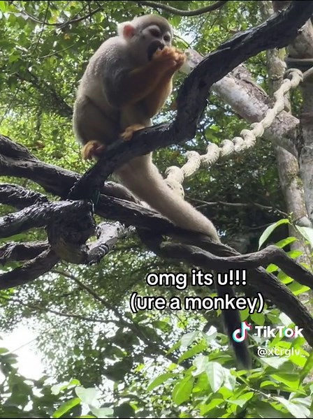 Monkeys Acting Like Humans: Fun and Relatable Moments