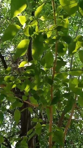Beautiful Indian Bael Tree in my House | #bilvapatra #bael #baelfruit #baelfruit #indianbael