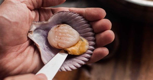 Quel couteau utiliser pour ouvrir des Saint-Jacques ? Les conseils