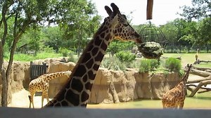 Giraffe feeding