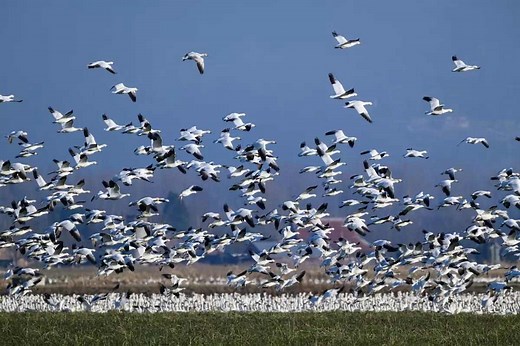 Setting Up for Success: Snow Goose Hunting in New York - Game & Fish
