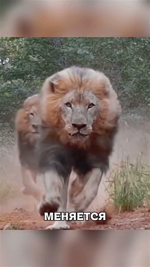 Гиены устроили беду и ОТВЕТИЛИ за каждый шаг 😱🔥🐆