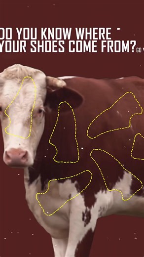 1.1M views · 11K reactions | Cactus leather's basic features,...