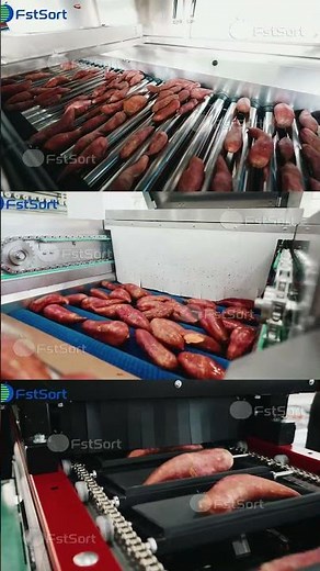 8,000 Sweet Potatoes/Hour – Washed & AI-Sorted 🍠✨