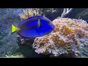 Bodlok pestrý. The regal blue tang, Paracanthurus hepatus, is most popular marine aquarium fish
