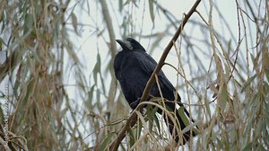 beautiful black raven sits on a branch and watches the camera. High quality 4k footage